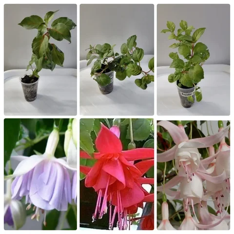 Укоренённые черенки фуксии - частное объявление в Шелехов