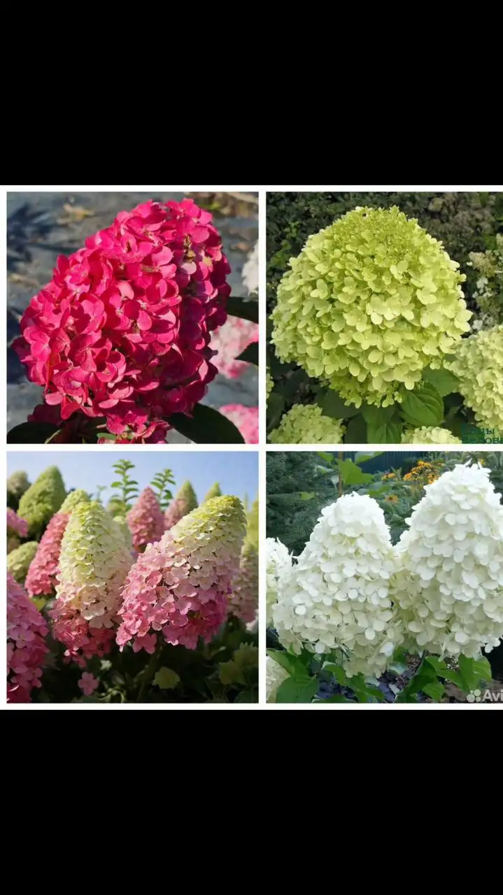 Саженцы гортензии разных видов из частной коллекции - Садоводство (Хобби и отдых) в Баклаши