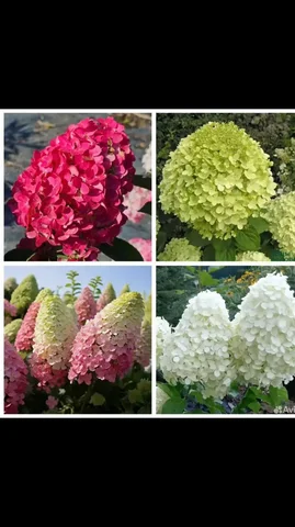 Саженцы гортензии разных видов из частной коллекции - Садоводство в Баклаши