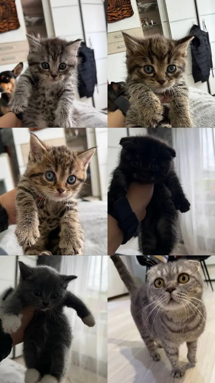 Котята шотландские даром - Кошки (Животные) в Шелехов
