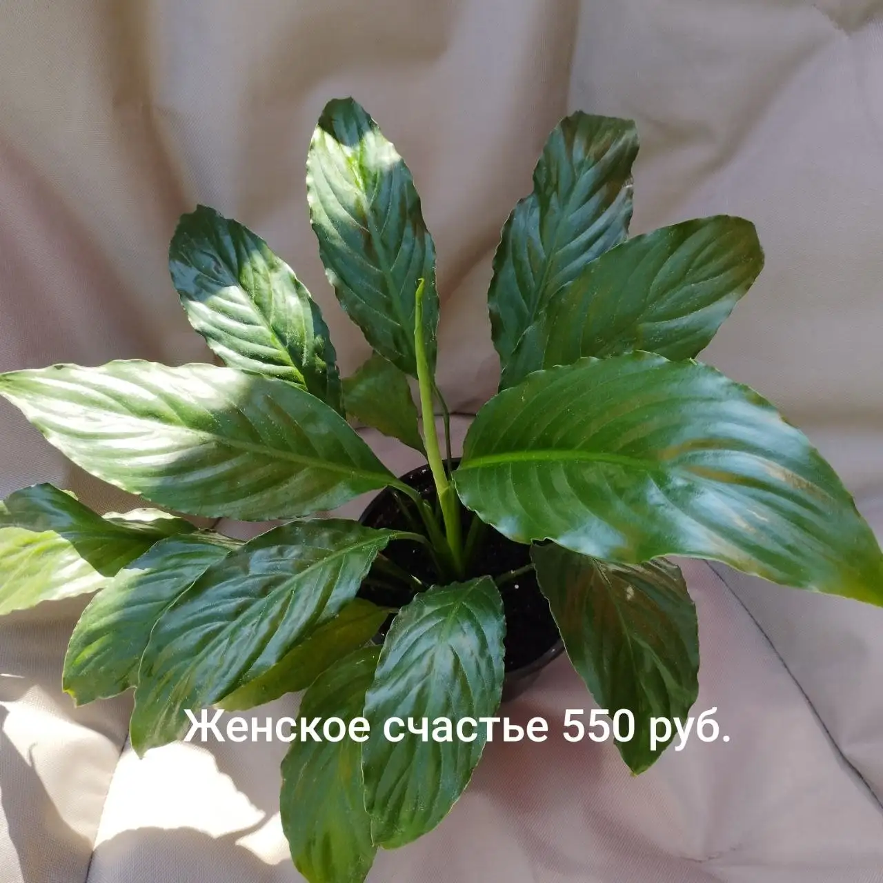 Продам саженцы и кустарники - Растения (Для дома и дачи) в Шелехов