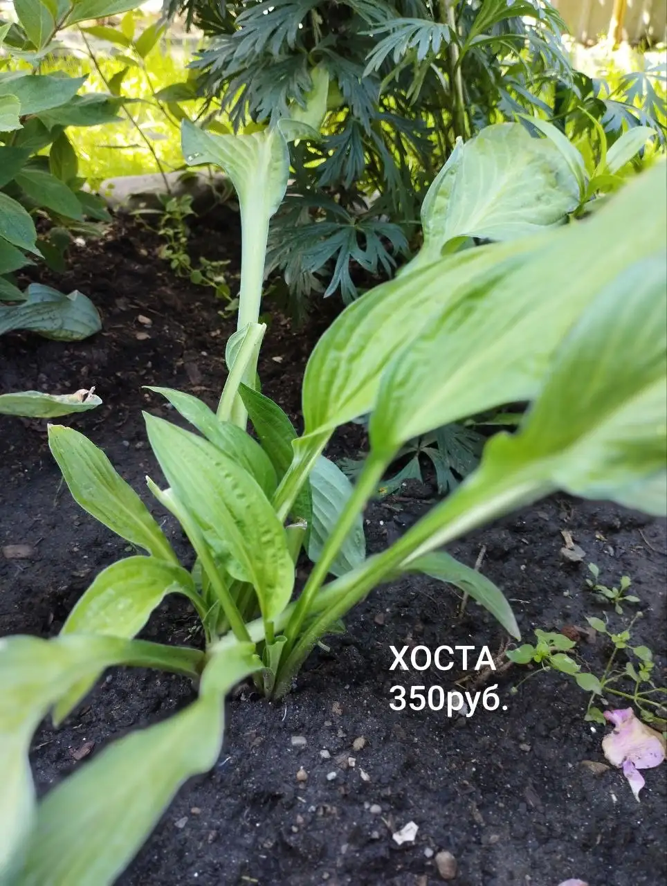 Продам саженцы и кустарники - Растения (Для дома и дачи) в Шелехов