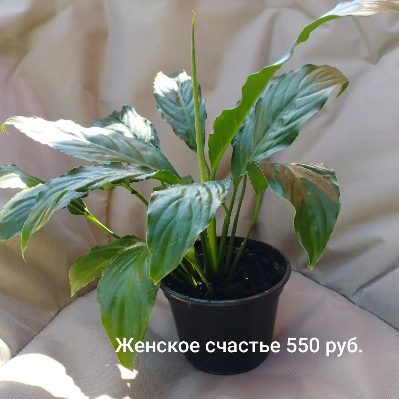 Продажа саженцев и деленок - Растения (Для дома и дачи) в Шелехов