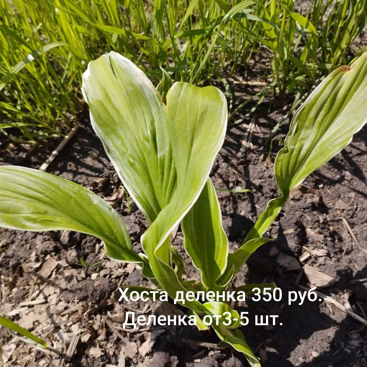 Продажа саженцев и деленок - Растения (Для дома и дачи) в Шелехов