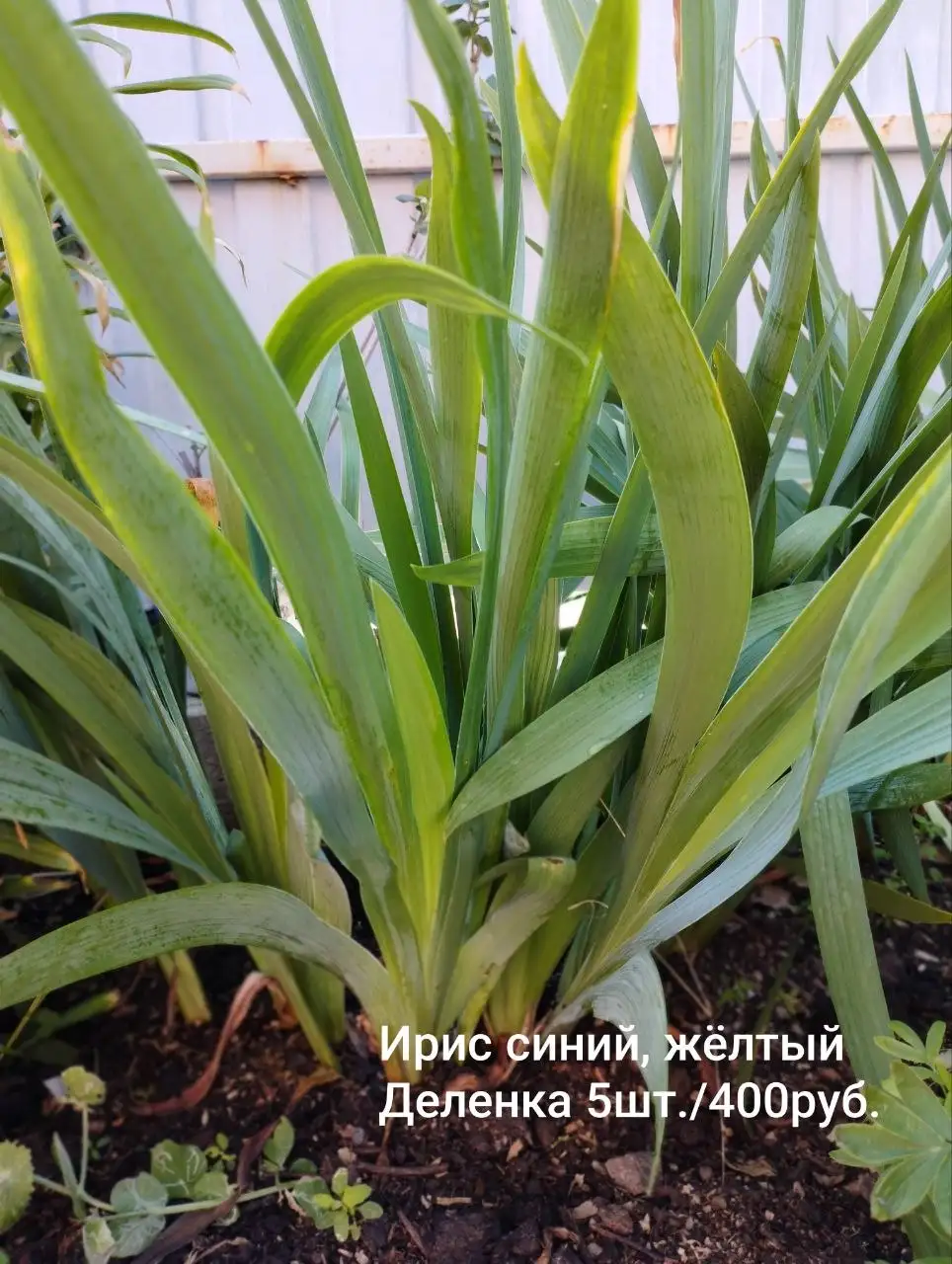 Продажа саженцев и деленок - Растения (Для дома и дачи) в Шелехов