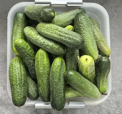 Продам свежие огурцы 3 кг - частное объявление в Шелехов