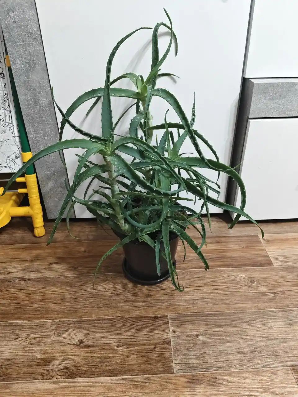 Продажа растения Аллое - Хобби и отдых в Чебоксары