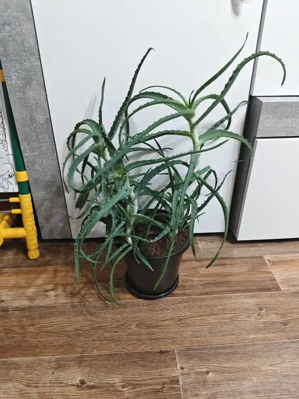 Продажа растения Аллое