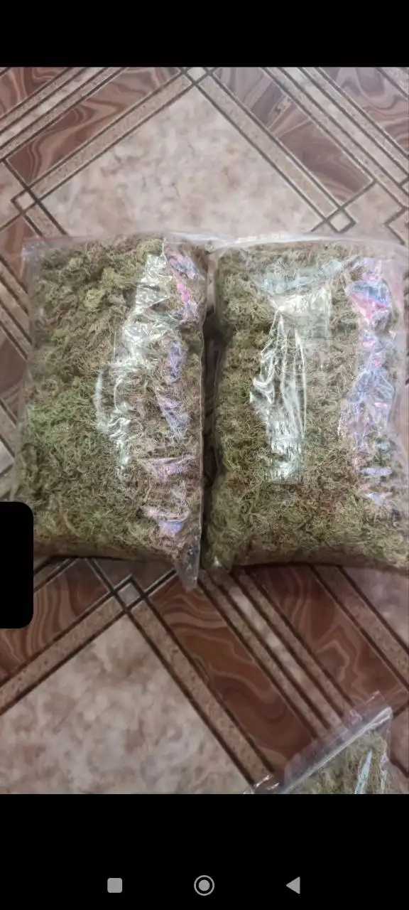 Продажа мха сфагнума