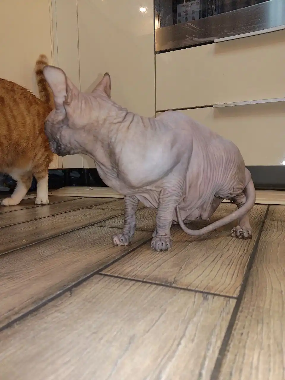 Отдам в хорошие руки