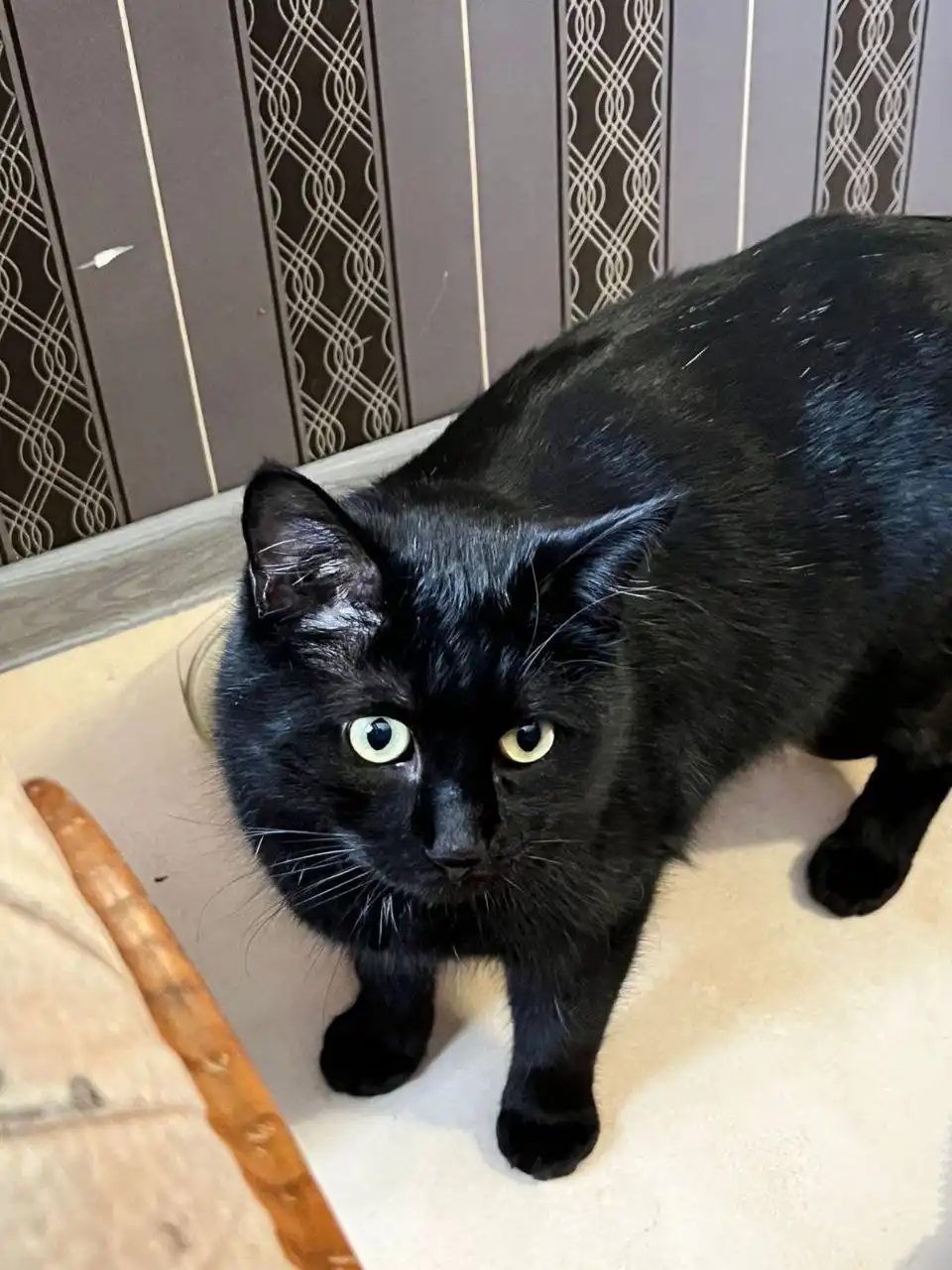 Котик Уголёк ищет семью