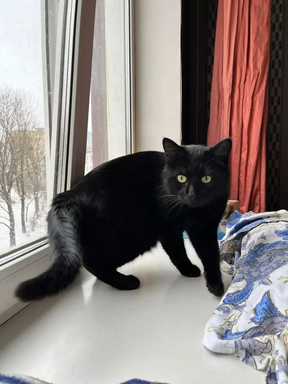 Котик Уголёк ищет семью