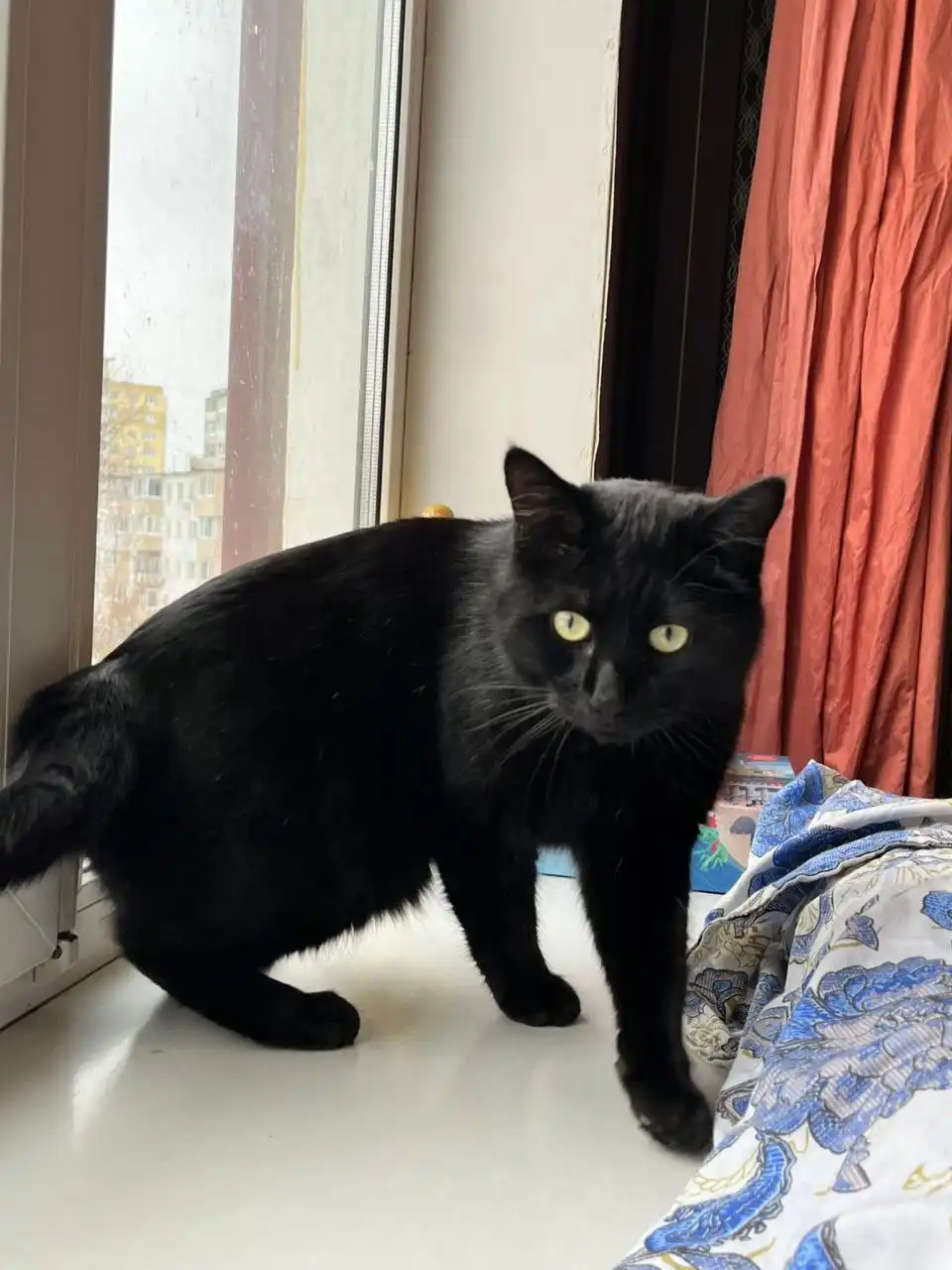 Котик Уголёк ищет семью