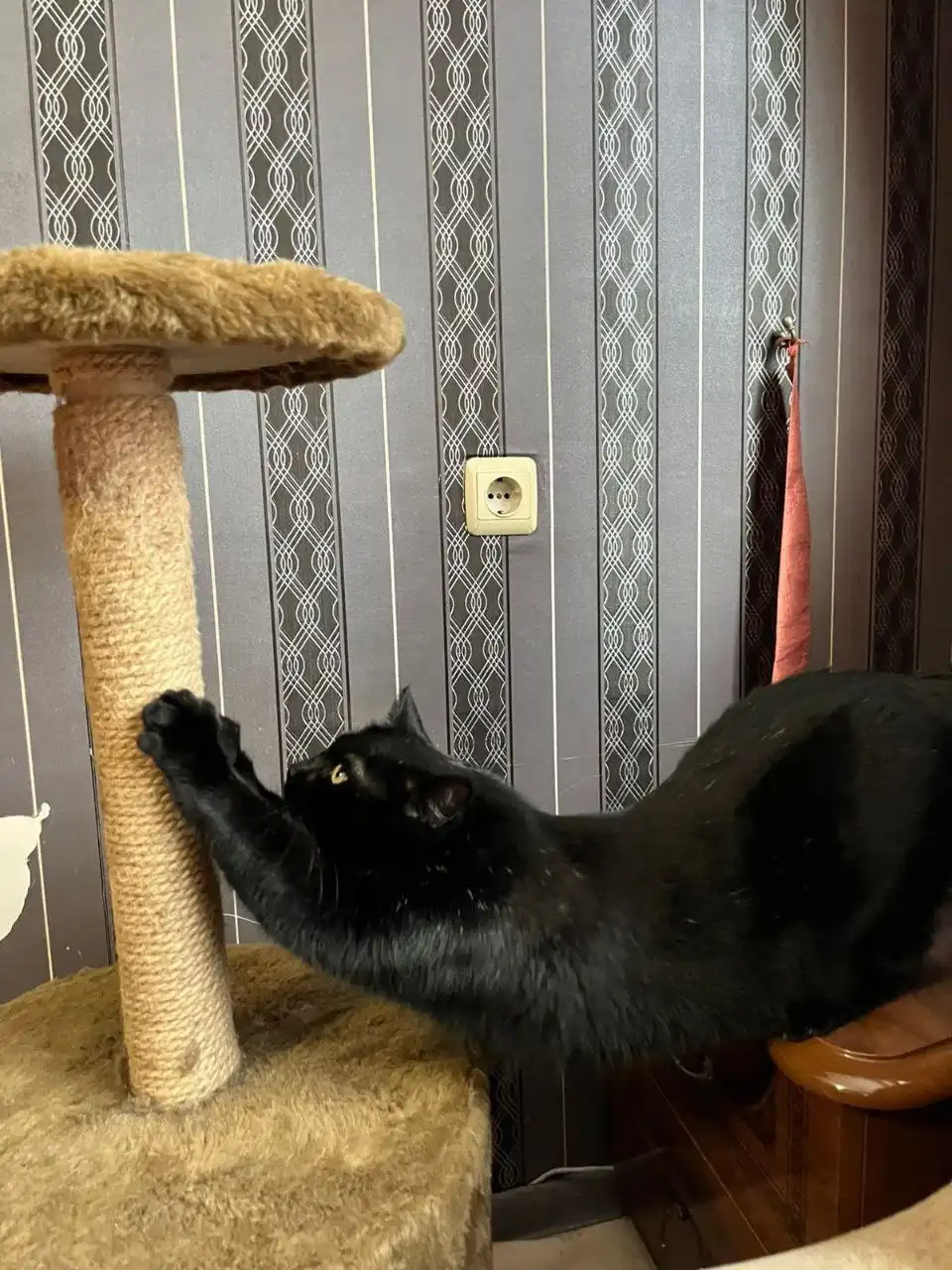 Котик Уголёк ищет семью