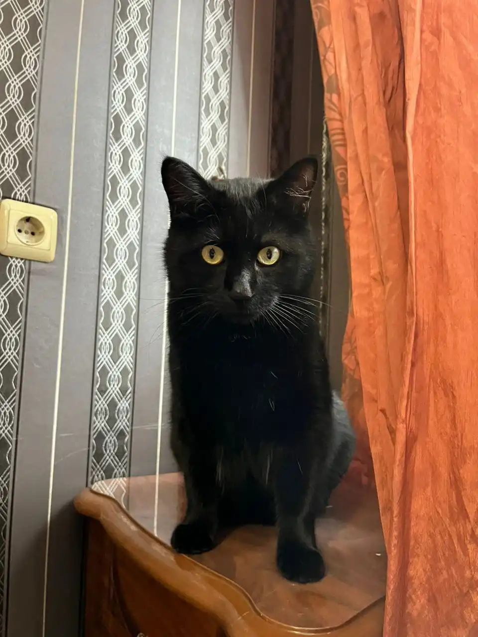 Котик Уголёк ищет семью