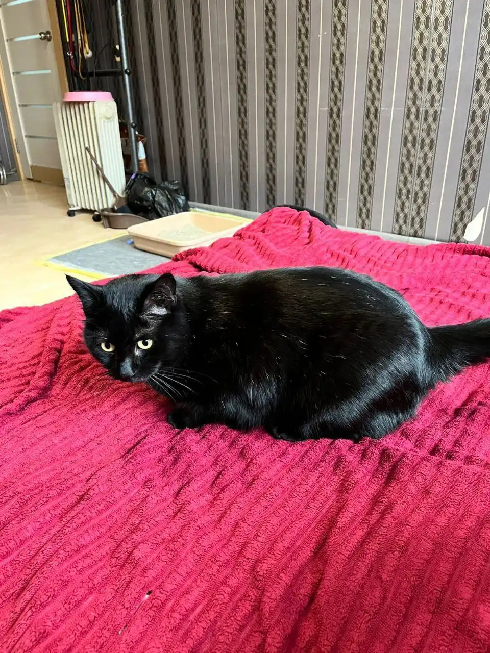 Котик Уголёк ищет семью