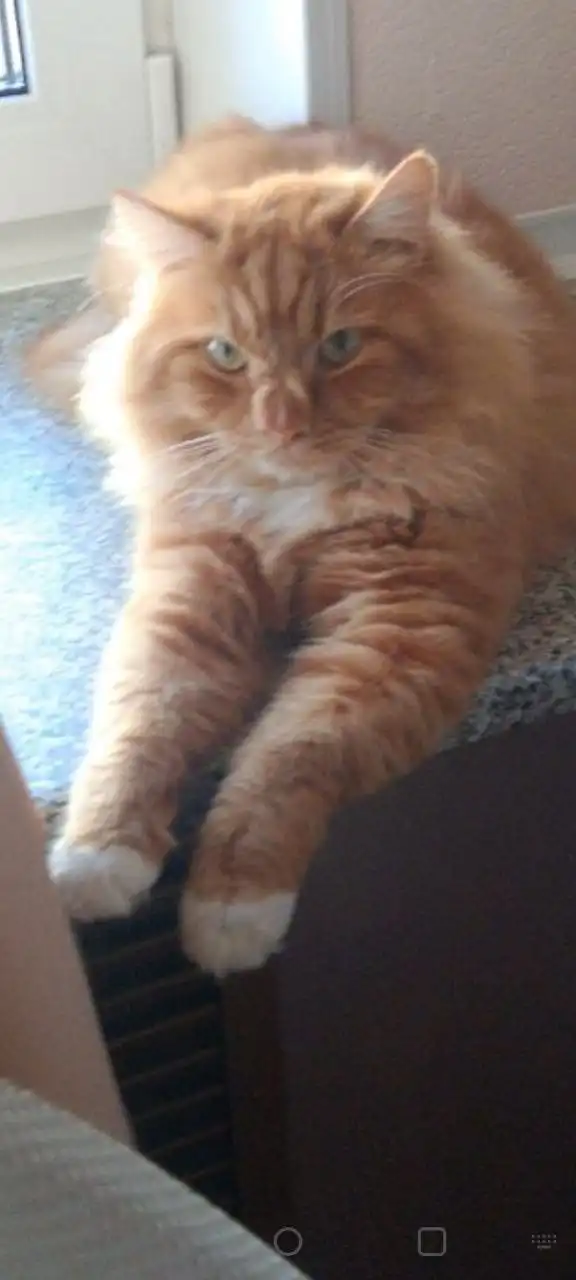 Воспитанный котик в добрые руки