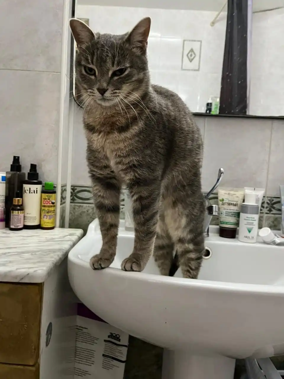 Пристройство кошки Хельги во Владивостоке - Кошки (Животные) в Владивосток