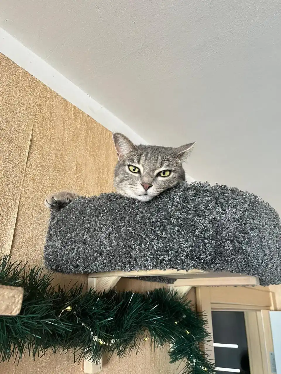 Пристройство кошки Хельги во Владивостоке - Кошки (Животные) в Владивосток