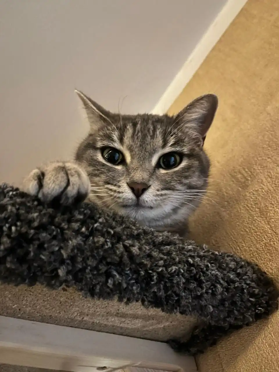 Пристройство кошки Хельги во Владивостоке - Кошки (Животные) в Владивосток