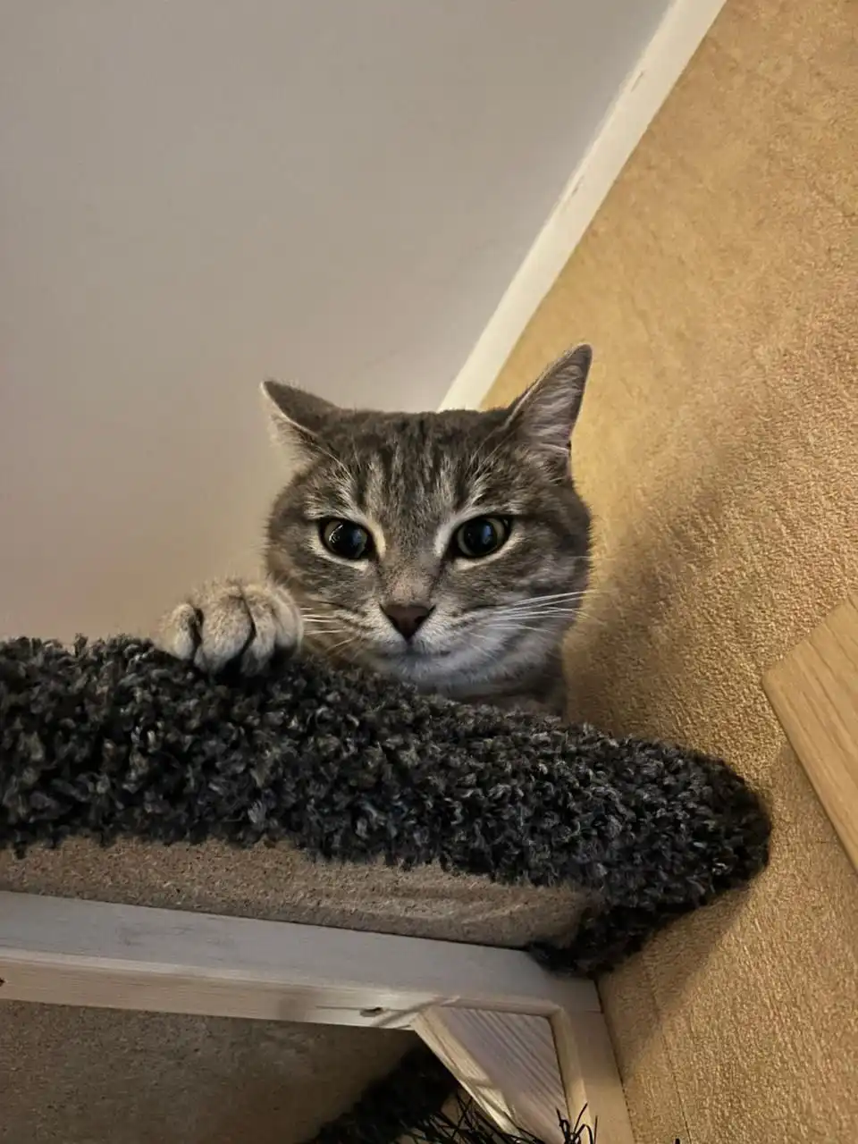 Пристройство кошки Хельги во Владивостоке - Кошки (Животные) в Владивосток