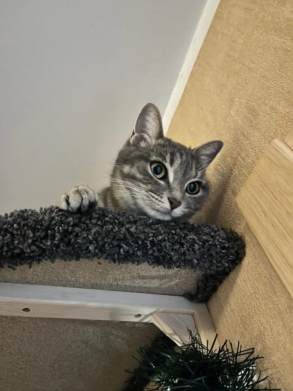 Пристройство кошки Хельги во Владивостоке - Кошки (Животные) в Владивосток