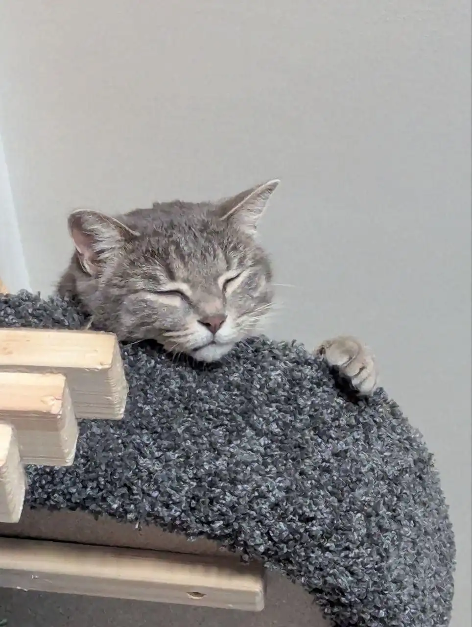 Пристройство кошки Хельги во Владивостоке - Кошки (Животные) в Владивосток