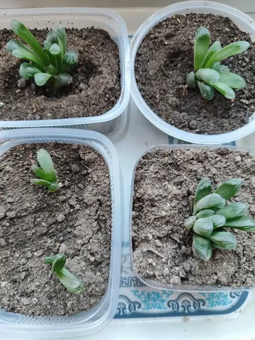 Продажа Хавортии Купера - Туризм и рыбалка в Владивосток