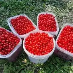 Продам клоповку (краснику) с о. Сахалин - Барахолка в Владивосток