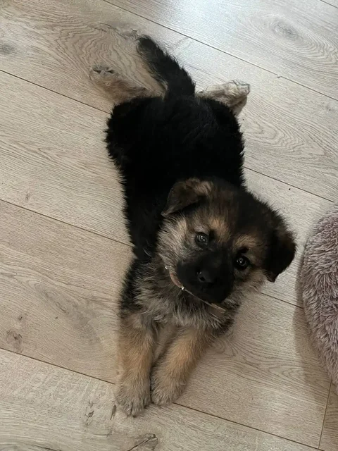 Щенок метис овчарки и дворняжки в добрые руки - Животные в Владивосток