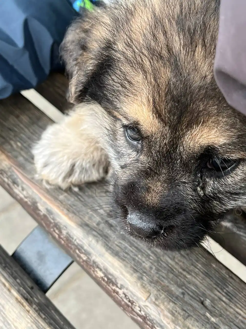 Щенок метис овчарки и дворняжки в добрые руки - Собаки (Животные) в Владивосток