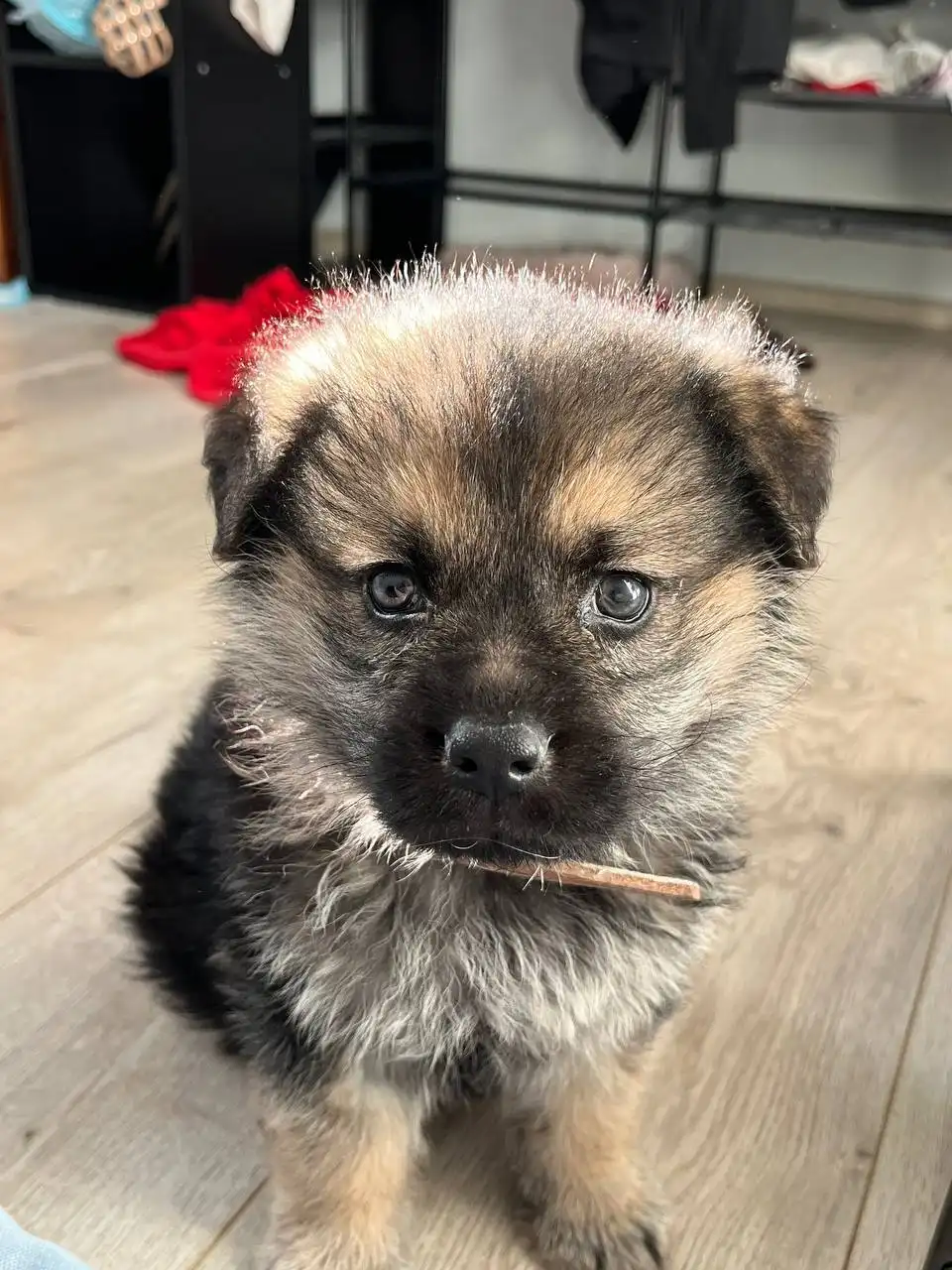 Щенок метис овчарки и дворняжки в добрые руки - Собаки (Животные) в Владивосток