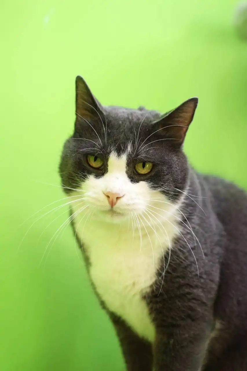 Срочно ищем семью для кота Лафита - Кошки (Животные) в Владивосток