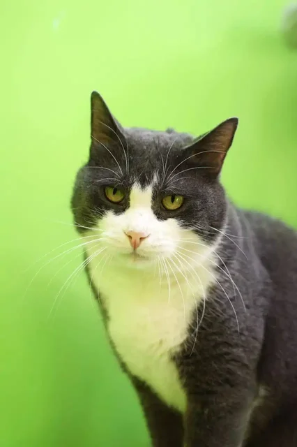 Срочно ищем семью для кота Лафита - Животные в Владивосток