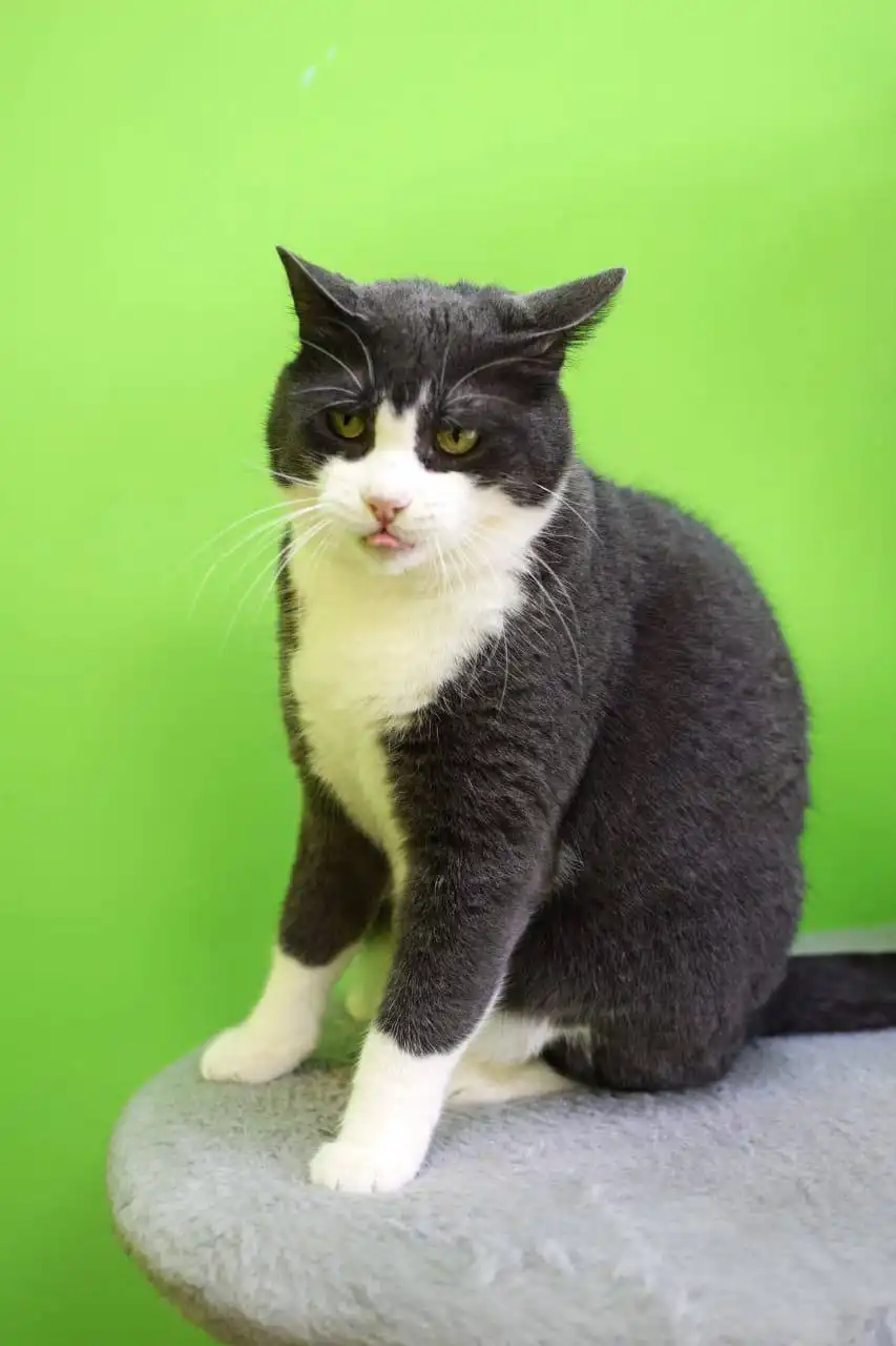 Срочно ищем семью для кота Лафита - Кошки (Животные) в Владивосток