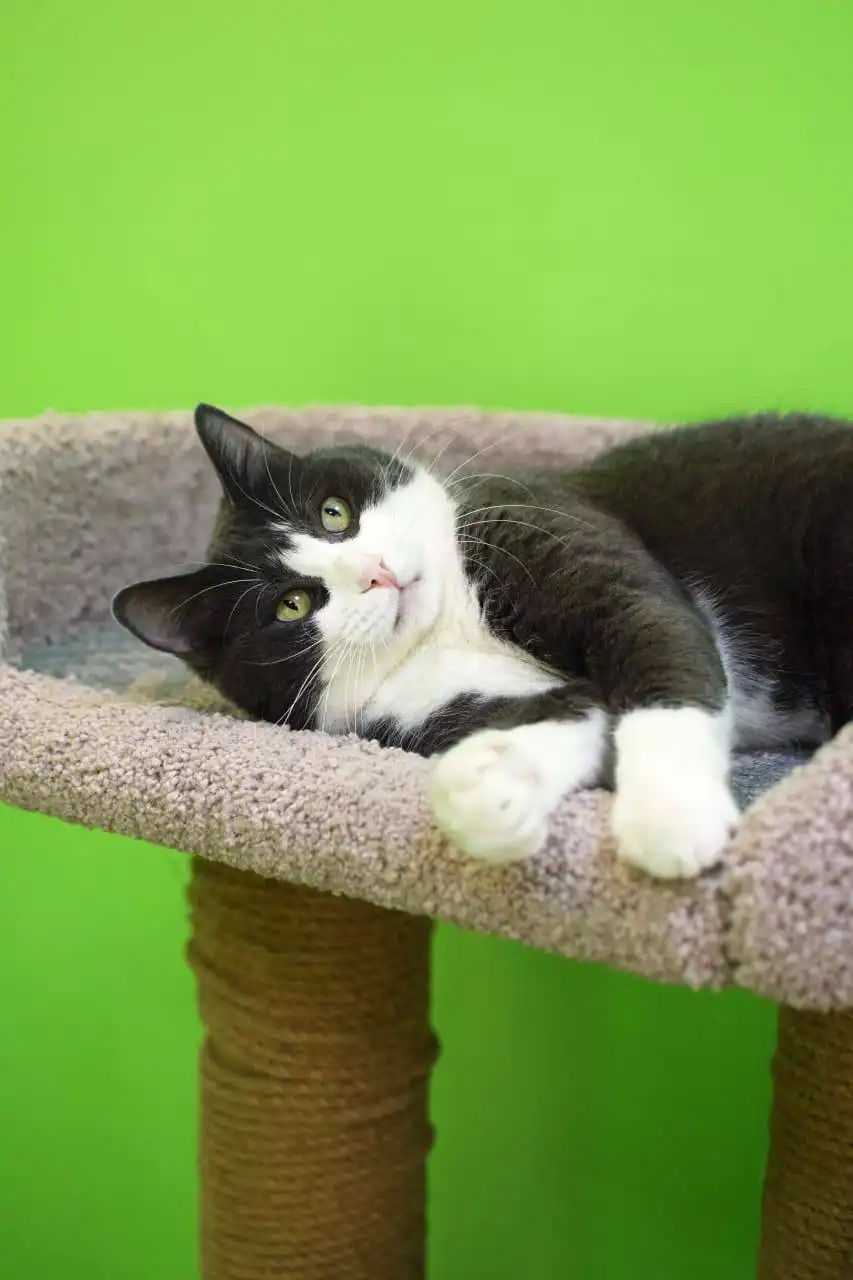 Срочно ищем семью для кота Лафита - Кошки (Животные) в Владивосток