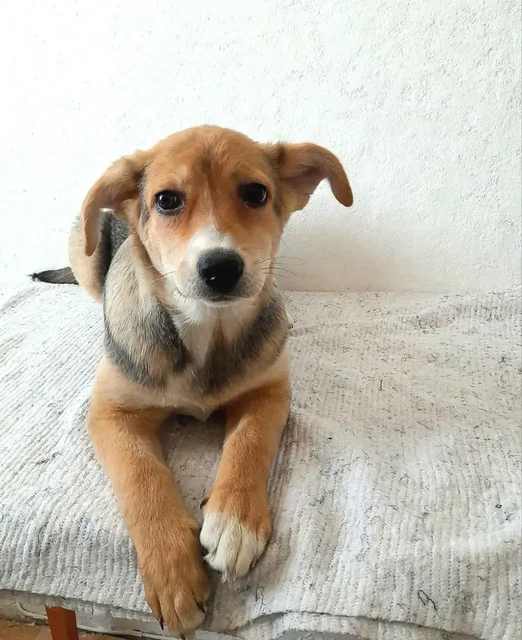 Щенки в добрые руки во Владивостоке - Животные в Владивосток