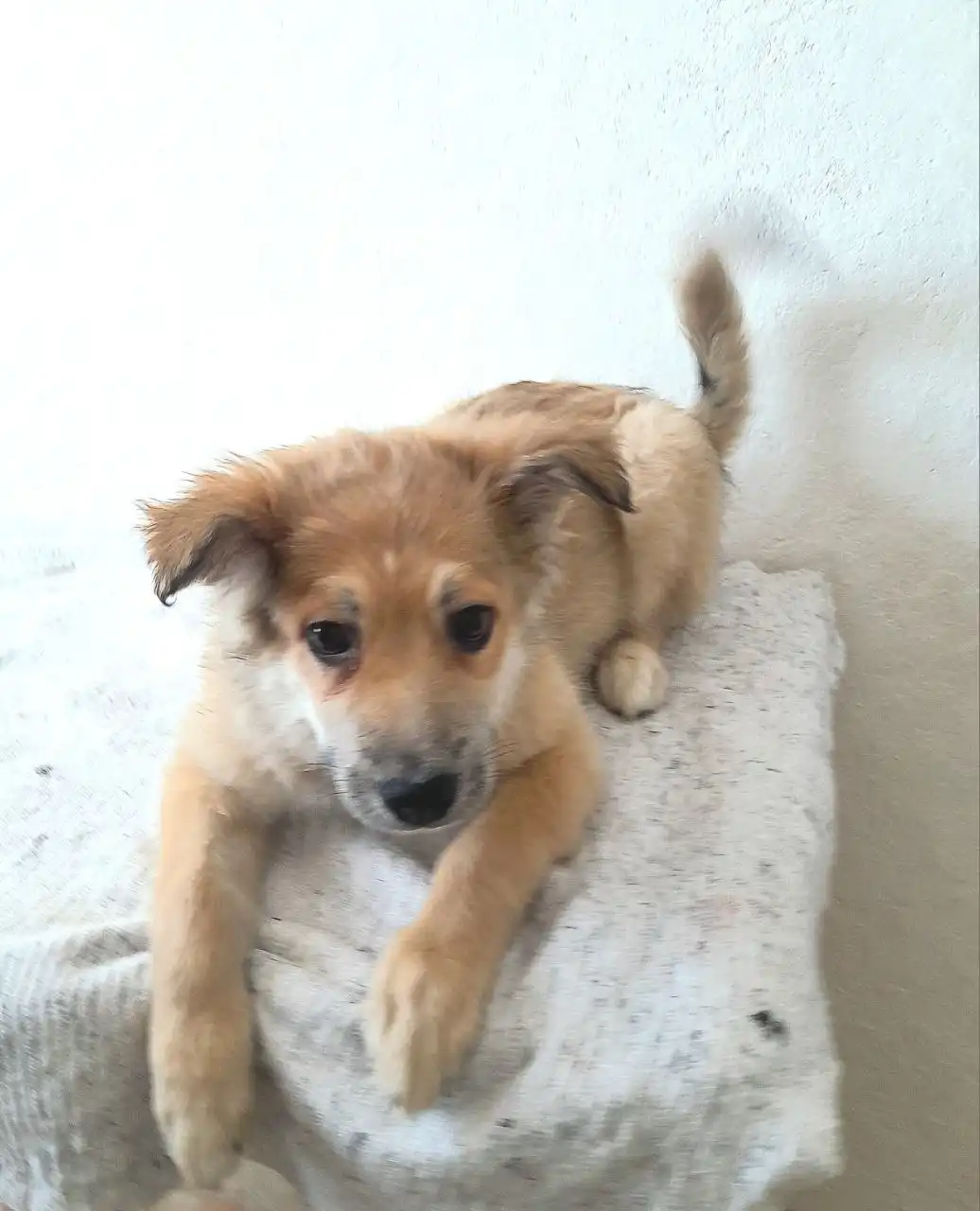 Щенки в добрые руки во Владивостоке - Собаки (Животные) в Владивосток