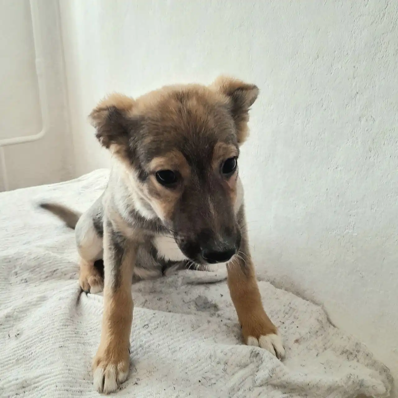 Щенки в добрые руки во Владивостоке - Собаки (Животные) в Владивосток