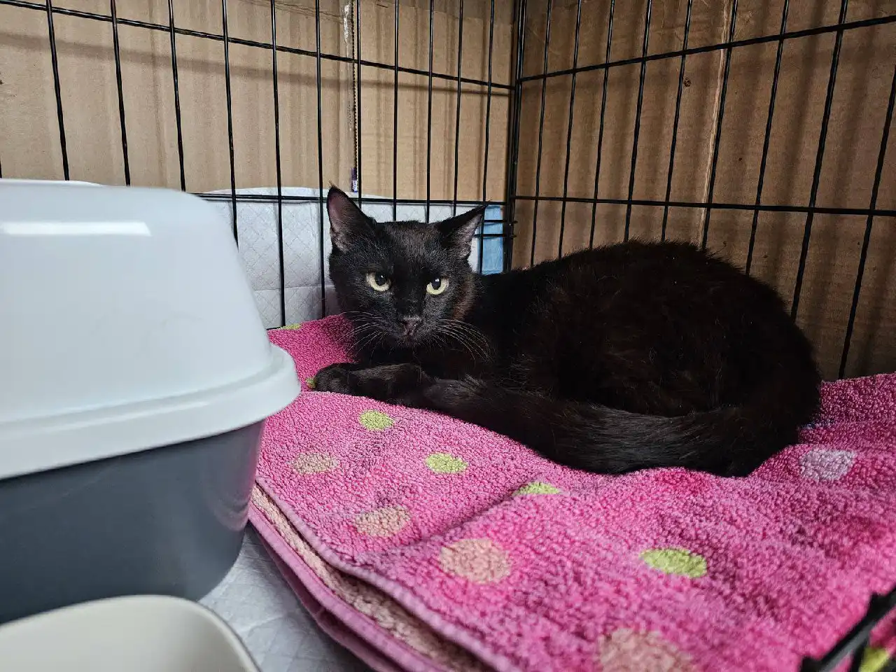 Срочно ищем передержку для кошки во Владивостоке - Кошки (Животные) в Владивосток