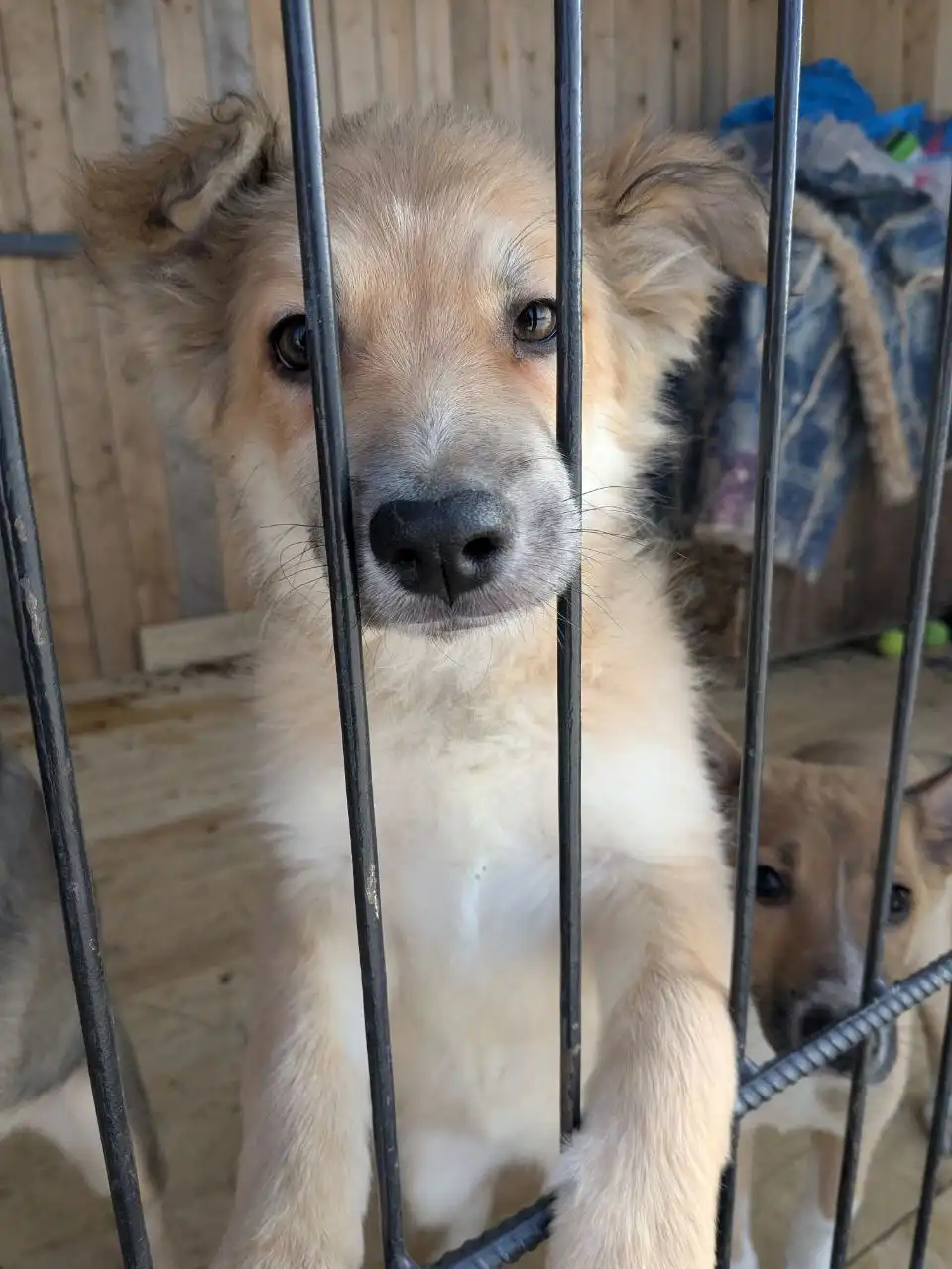 Щеночки с теплотрассы на передержке - Собаки (Животные) в Владивосток