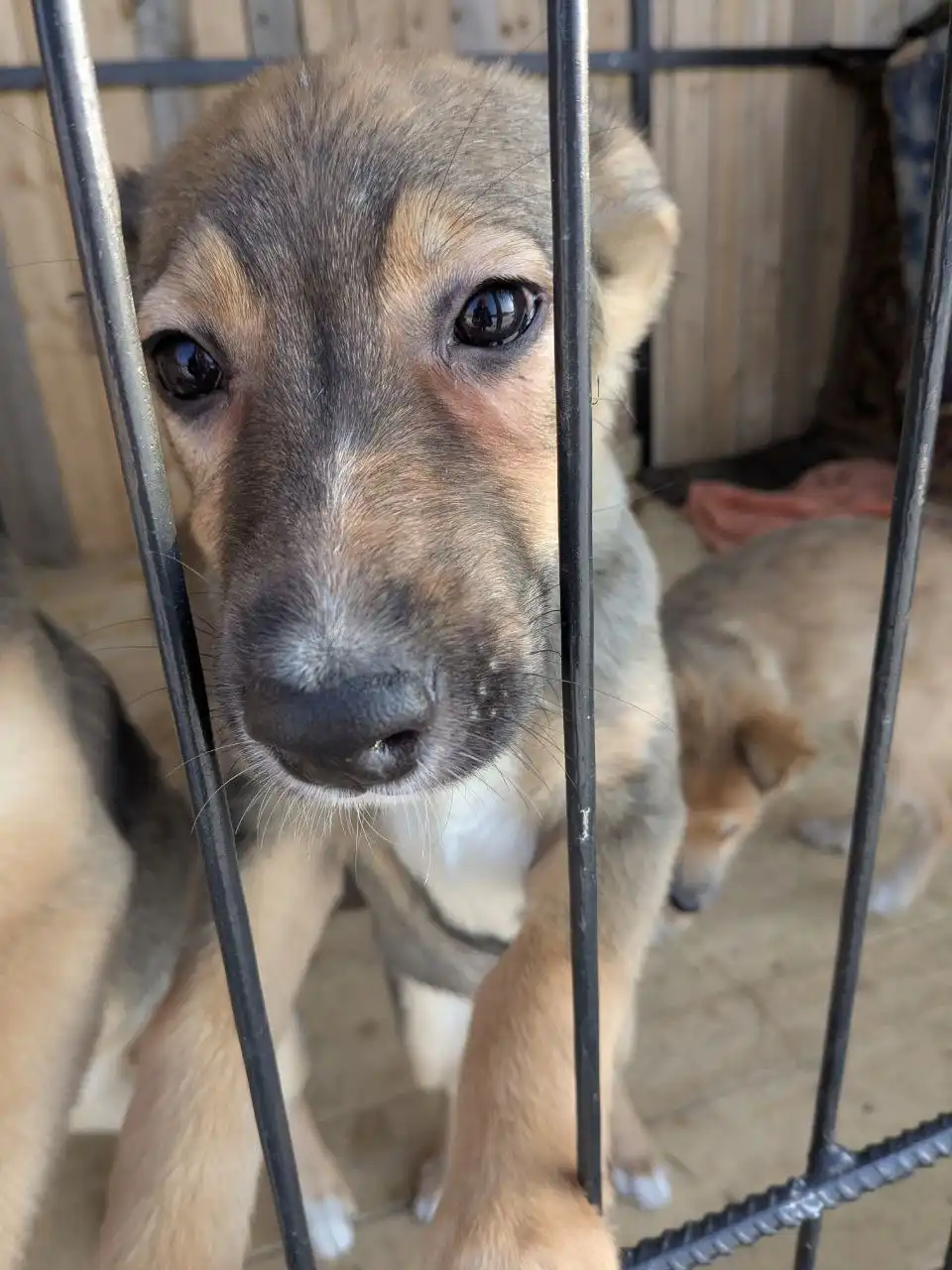 Щеночки с теплотрассы на передержке - Собаки (Животные) в Владивосток