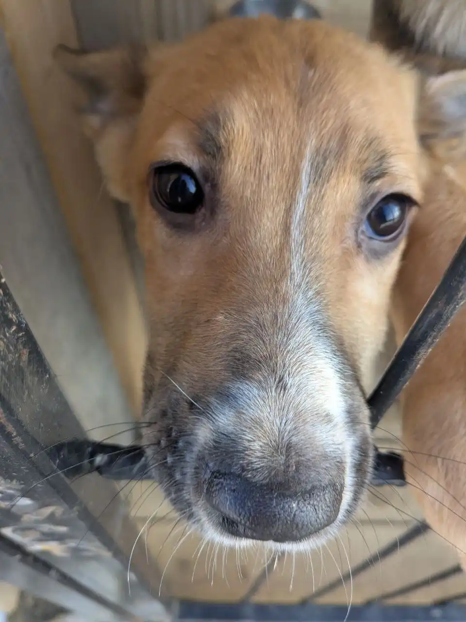 Щеночки с теплотрассы на передержке - Собаки (Животные) в Владивосток