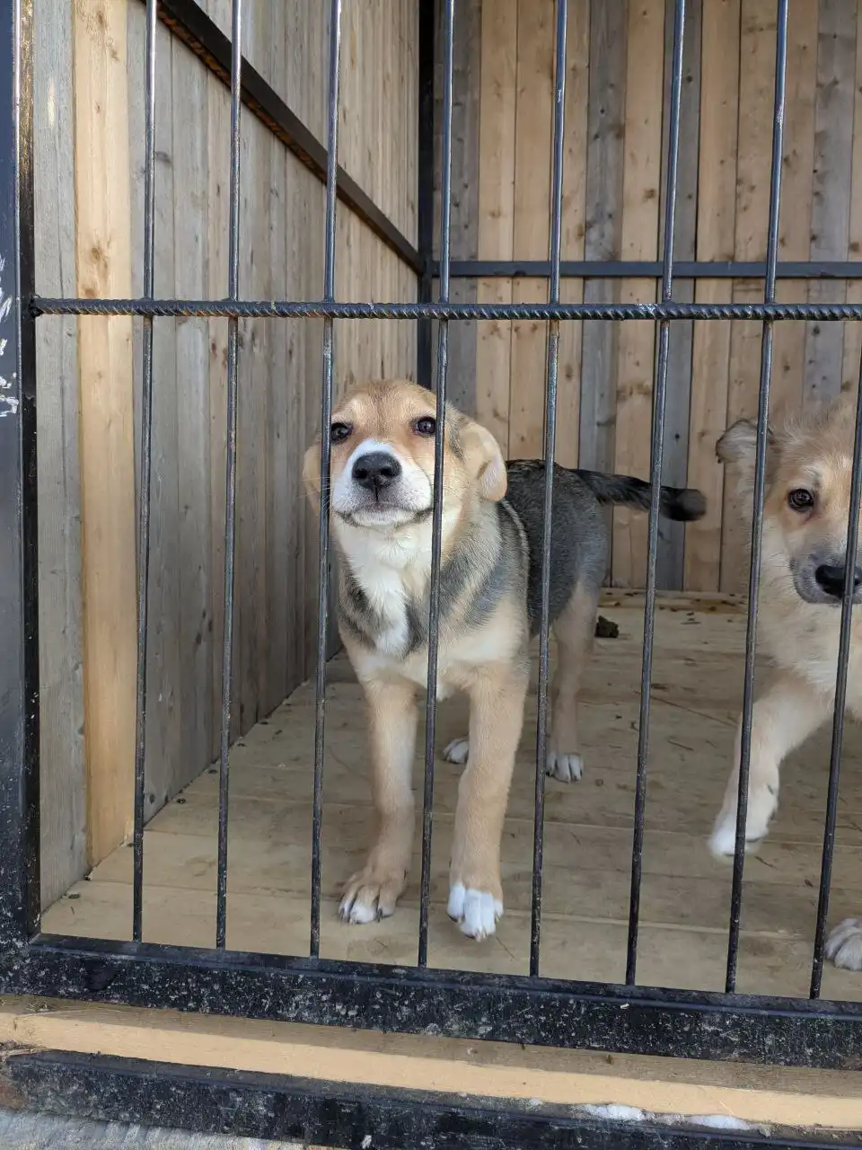 Щеночки с теплотрассы на передержке - Собаки (Животные) в Владивосток