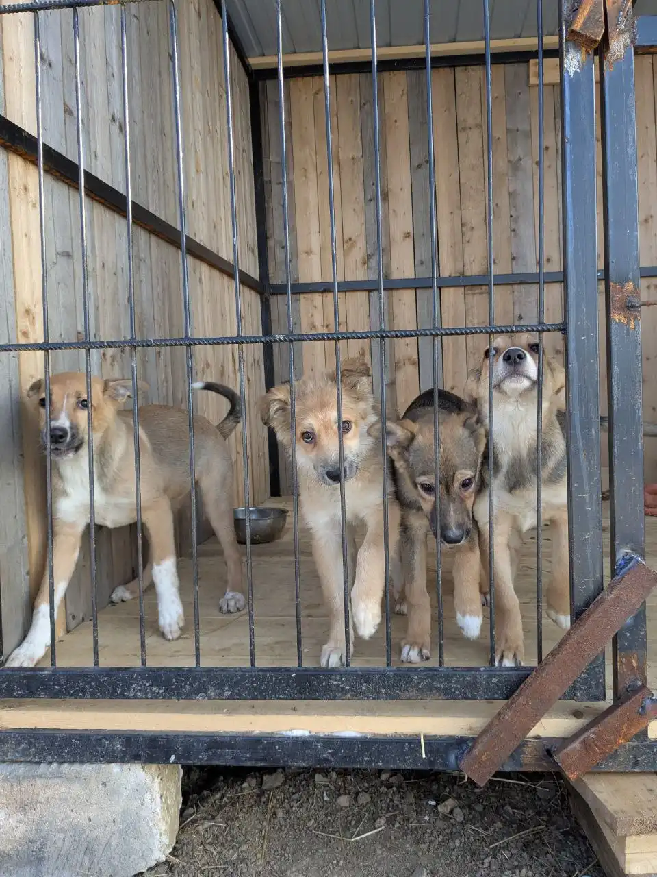 Щеночки с теплотрассы на передержке - Собаки (Животные) в Владивосток