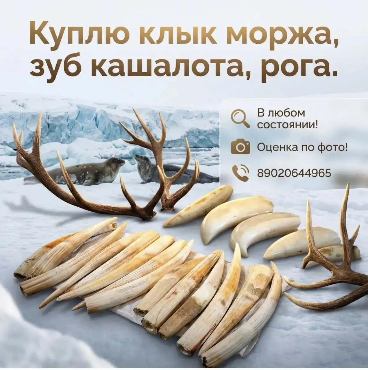 Покупка клыков и зубов моржа, кита, ушей кита - null (Барахолка) в Владивосток