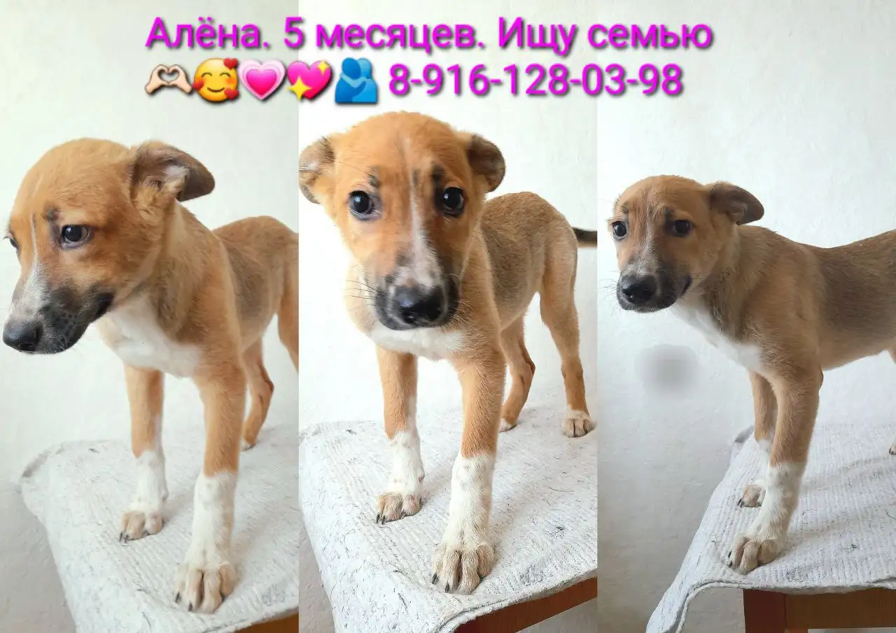 Три щенка девочки 5 месяцев - Собаки (Животные) в Артём