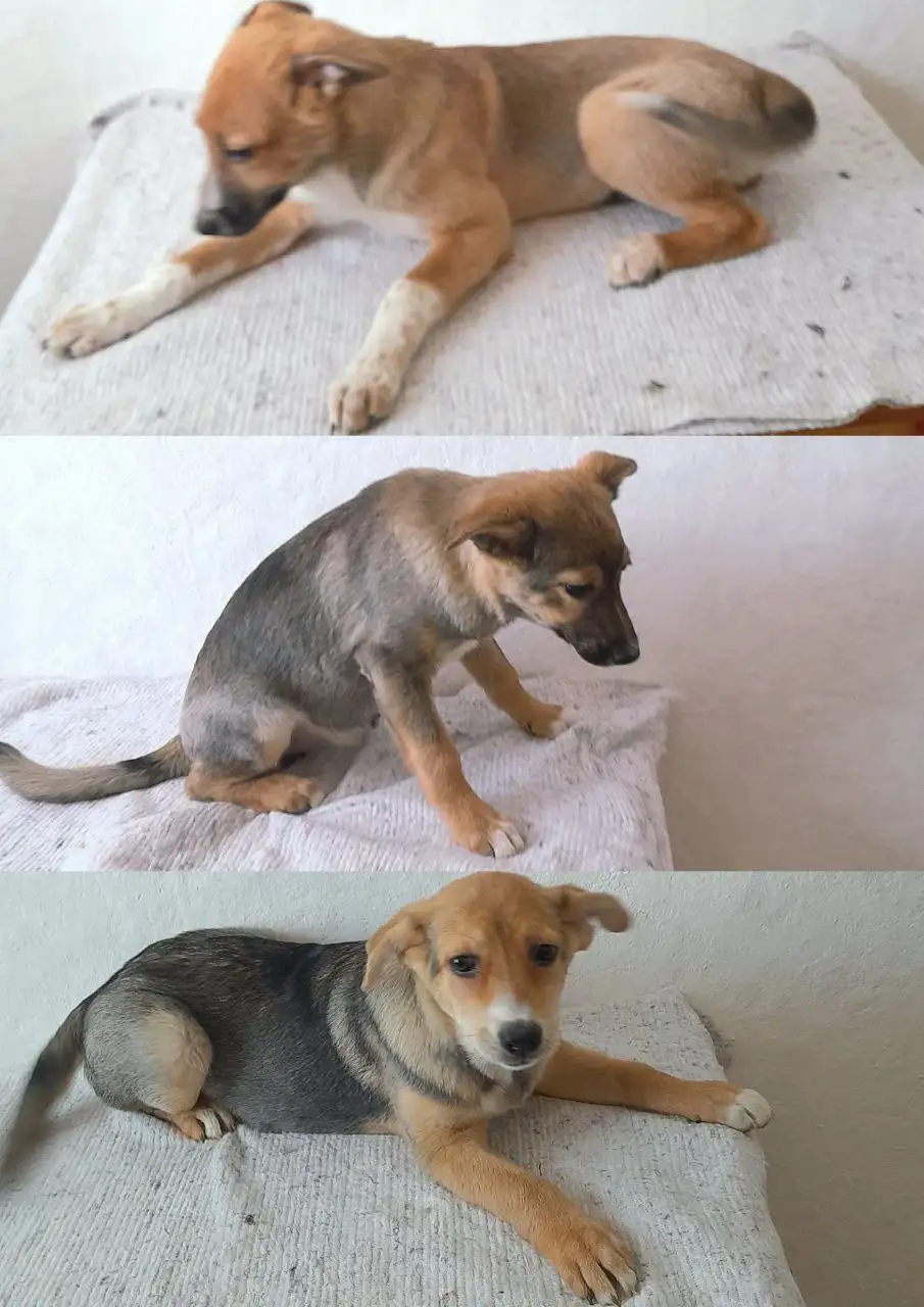 Три щенка девочки 5 месяцев - Собаки (Животные) в Артём