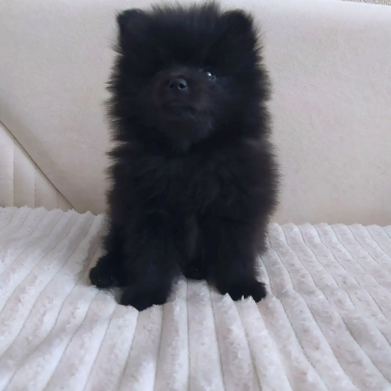Продажа щенков померанского шпица мальчика и девочки - Собаки (Животные) в Владивосток