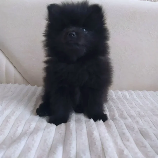 Продажа щенков померанского шпица мальчика и девочки - Грызуны в Владивосток